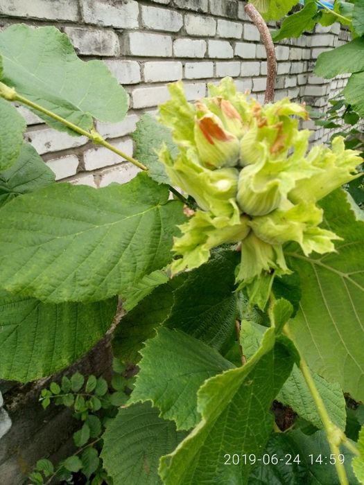 Гумі ірга фундук актинідія