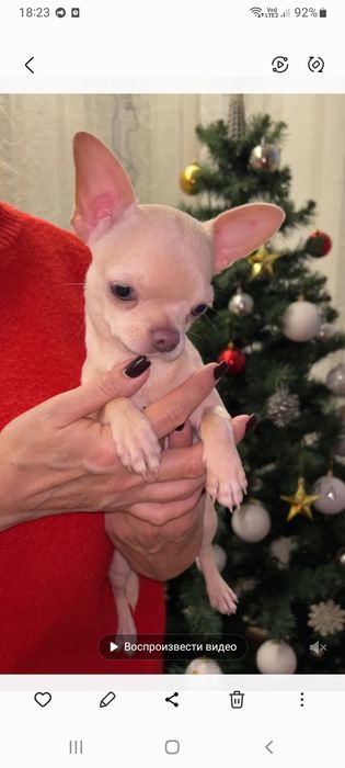 Продажа чихуахуа