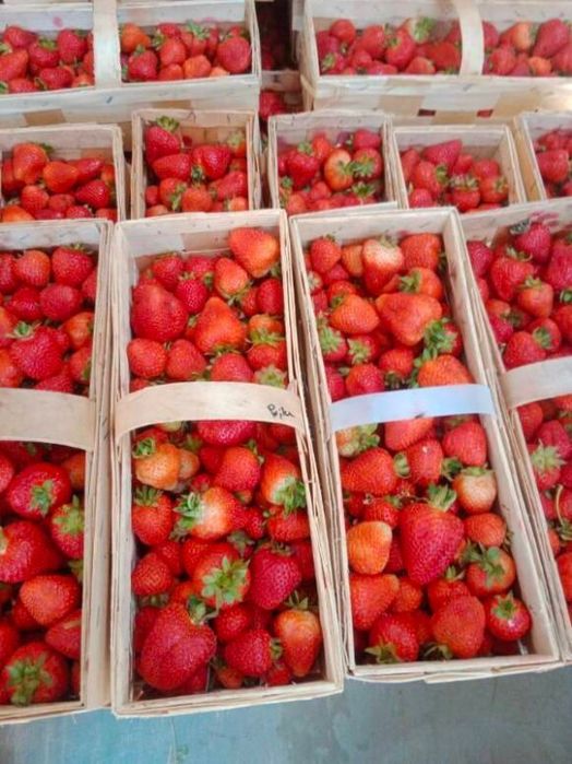Truskawki Faith świeże i słodkie 13zł/kg, ostatnie zbiory 10/11 lipca