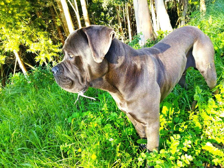 Hospedagem Familiar  Cães/ Creche/ Passeios (VNG)