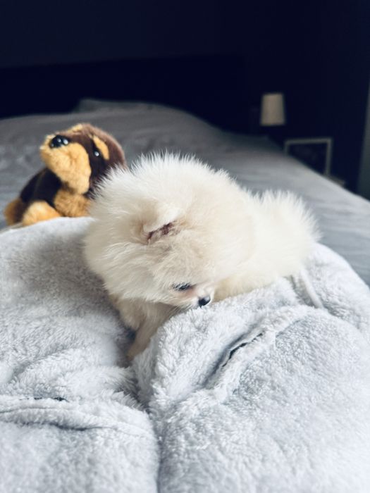 **Nero**Szpic miniaturowy, pomeranian, piesek