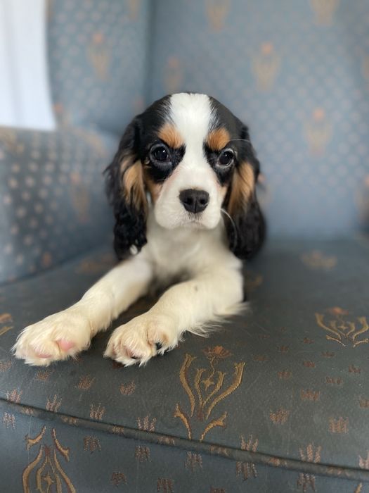 Cavalier king charles spaniel-samiec z kompletem szczepien