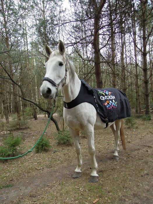 EQUINE limitowana derka Centropix KLOUD PEMA (pole elektromagnetyczne) wyprzedaż