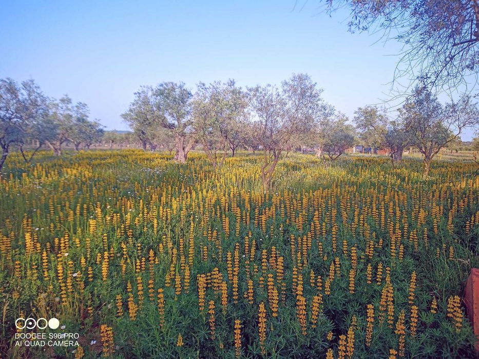 Terreno em Alcácer do Sal