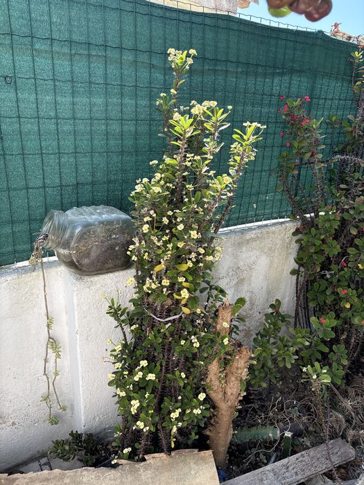 Plantas para dar