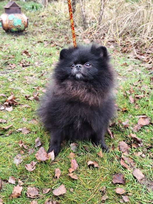 Ідеальний ведмедик