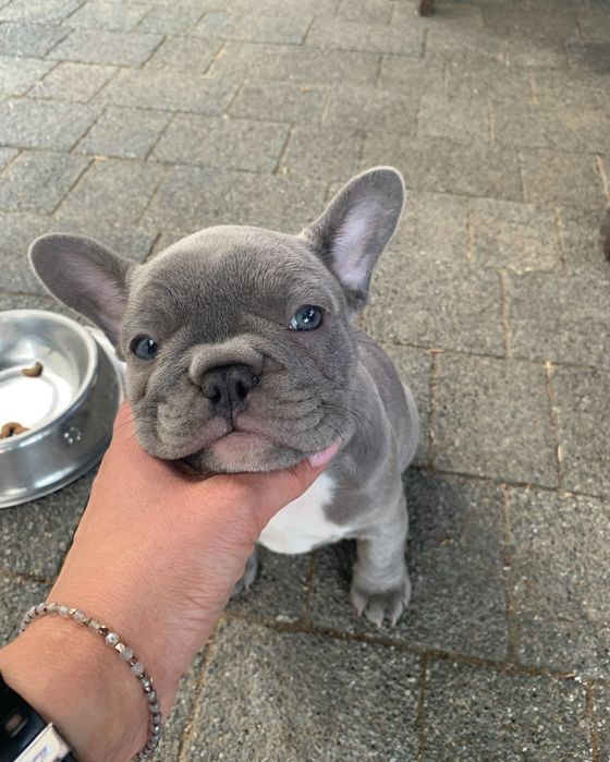 Buldog francuski Lilac lilak liliowy nie blue niebieski blekitny
