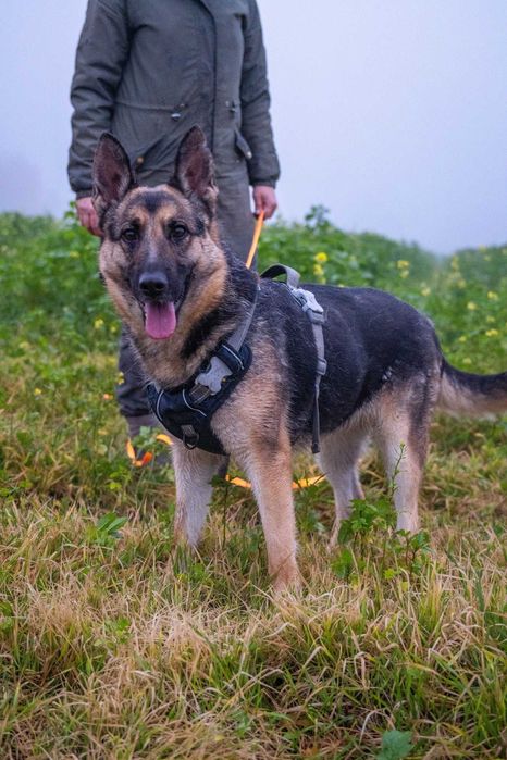 Przyjazna posłuszna Ester szuka domku