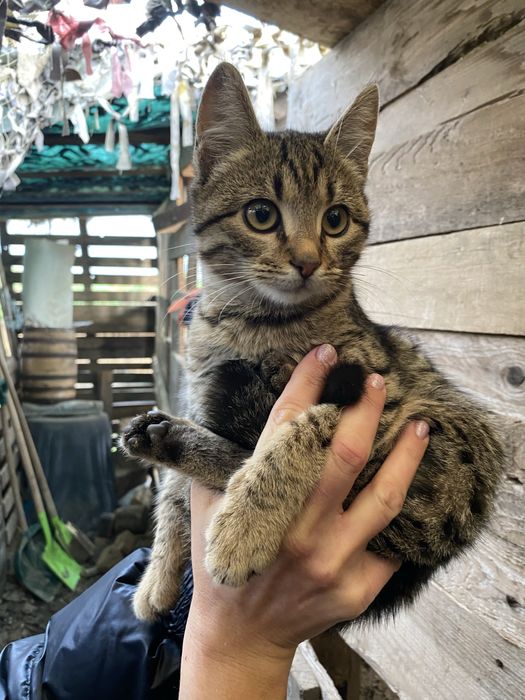 Котенок, мальчик, котята бесплатно