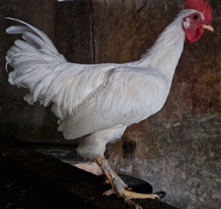 Frangos troco por frangas ou pintos fêmea  ou por saca comida  Arredores E Faro ligue pra mim sffs