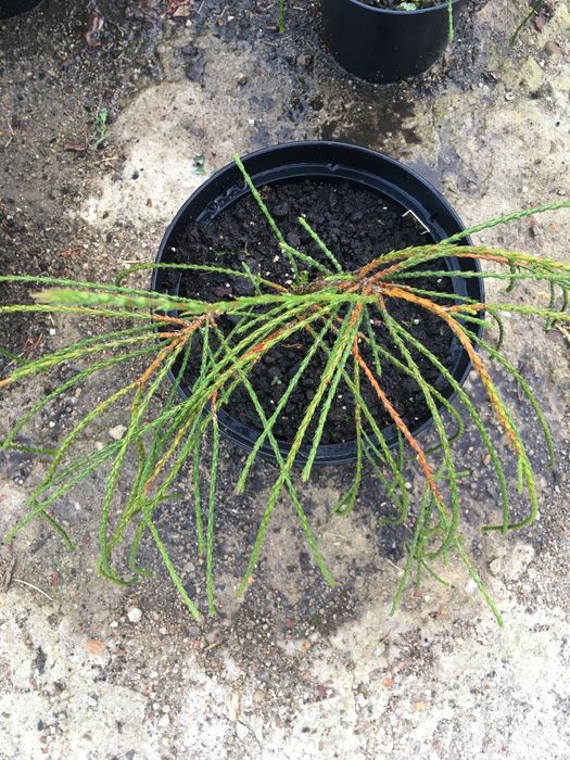 Thuja ( Plicata Whipcord)