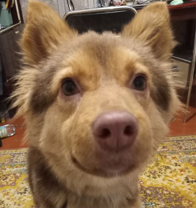 Віддам цуценя підлітка в добрі руки