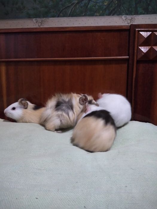 Продам морских свинок