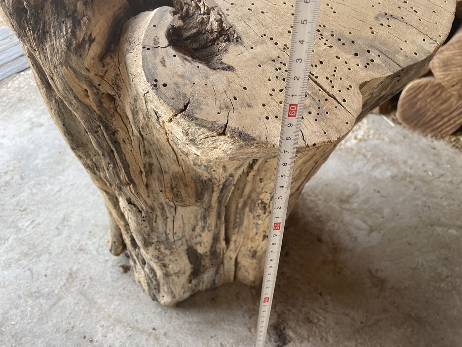 Tronco de figueira + de 300 anos