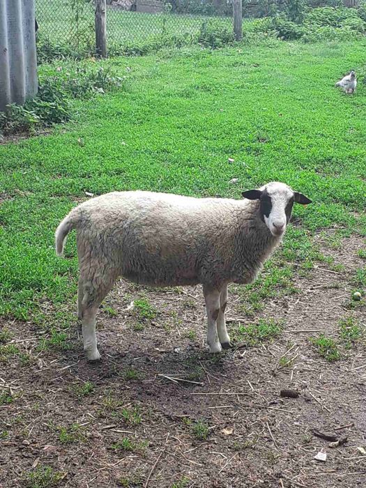 Продам вівці  кроси