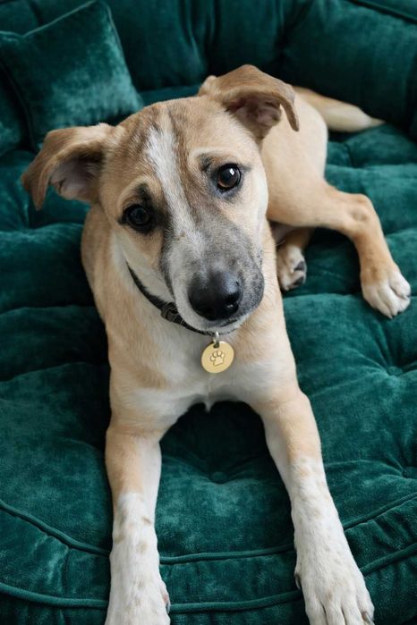 Джек- Рассел тер'єр