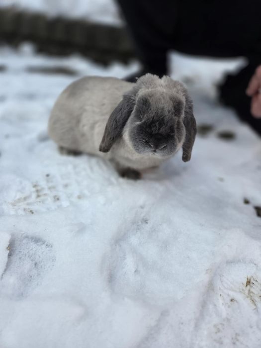 Królik samiec Mini Lop