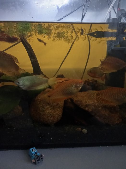 Samce i samice  Gurami