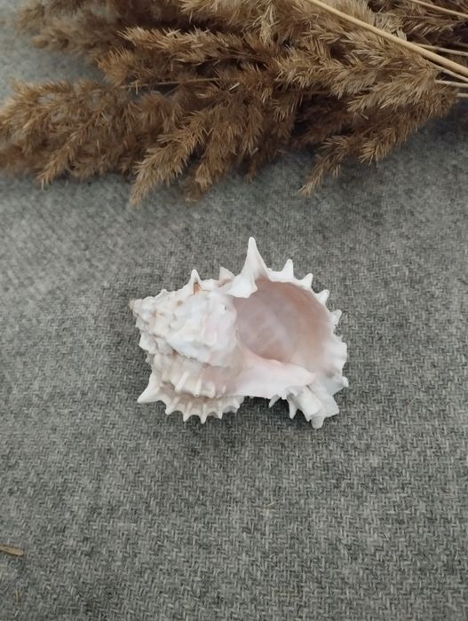 Muszelka muszla naturalna ozdobna morze pamiątki szum fal