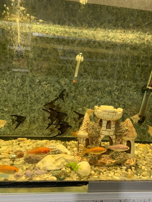 Рыбки разные Шевченко 134