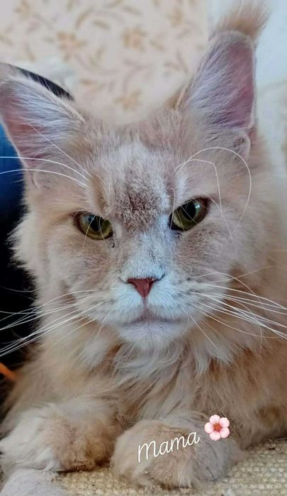 Hodowlana kotka  Maine Coon z rodowodem