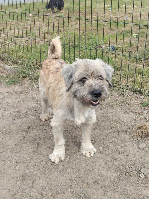 DREDZIK czeka na swój domek