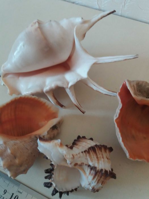 Ракушки для аквариума.