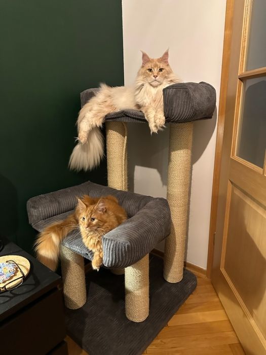 Podwójny drapak dla kota, dwa legowiska, XXL