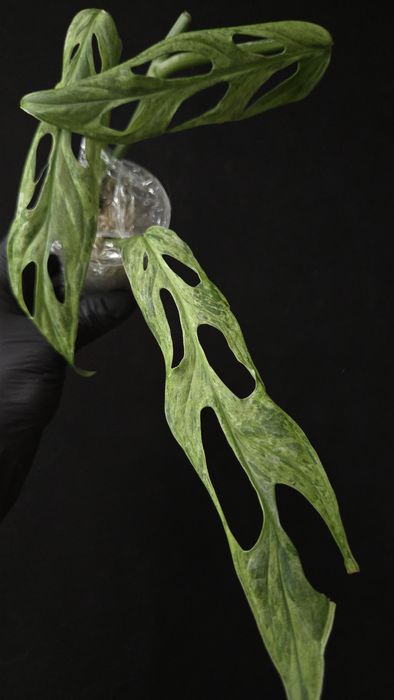 Філодендрон philodendron