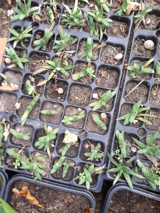 suculentas de varias variedades