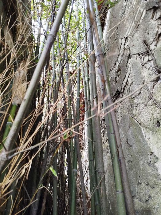 Lote de 10 Canas da Índia com metro e meio, para decorações.