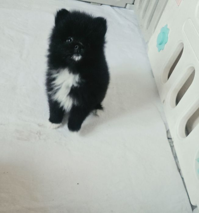 Szpic miniaturowy