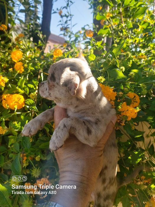 Linda menina chihuahua