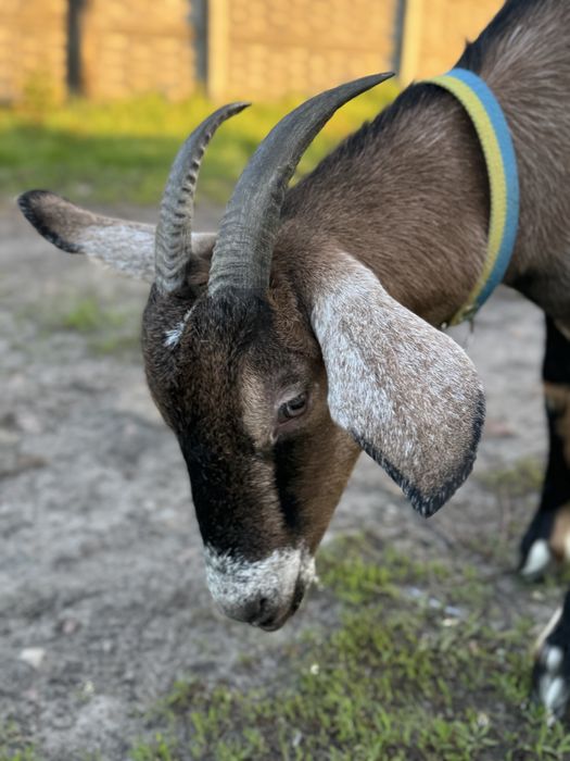 Продам молоду козу та козеня  (м. Прилуки)