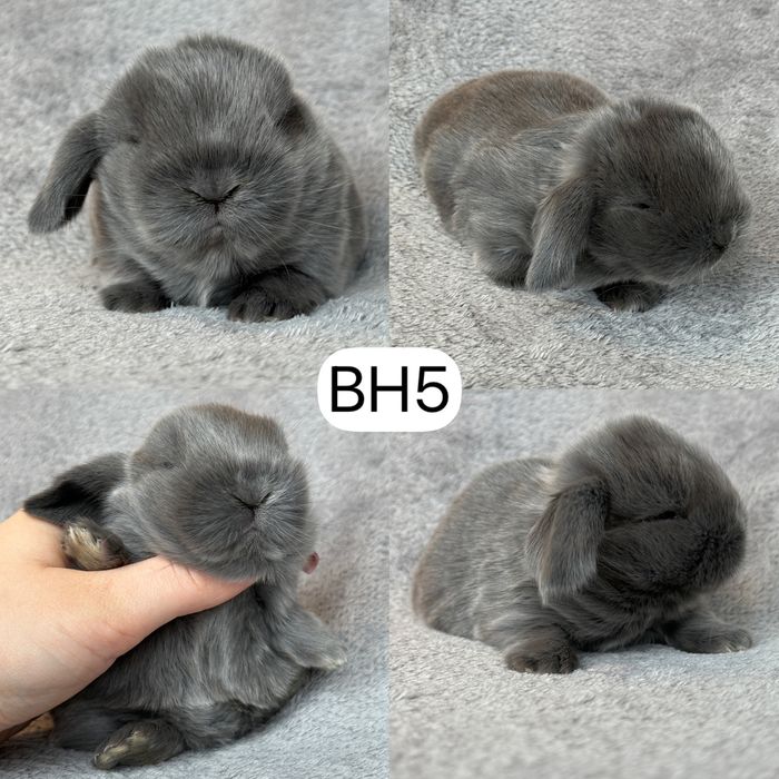 Królik Baranek Miniaturka MINI LOP