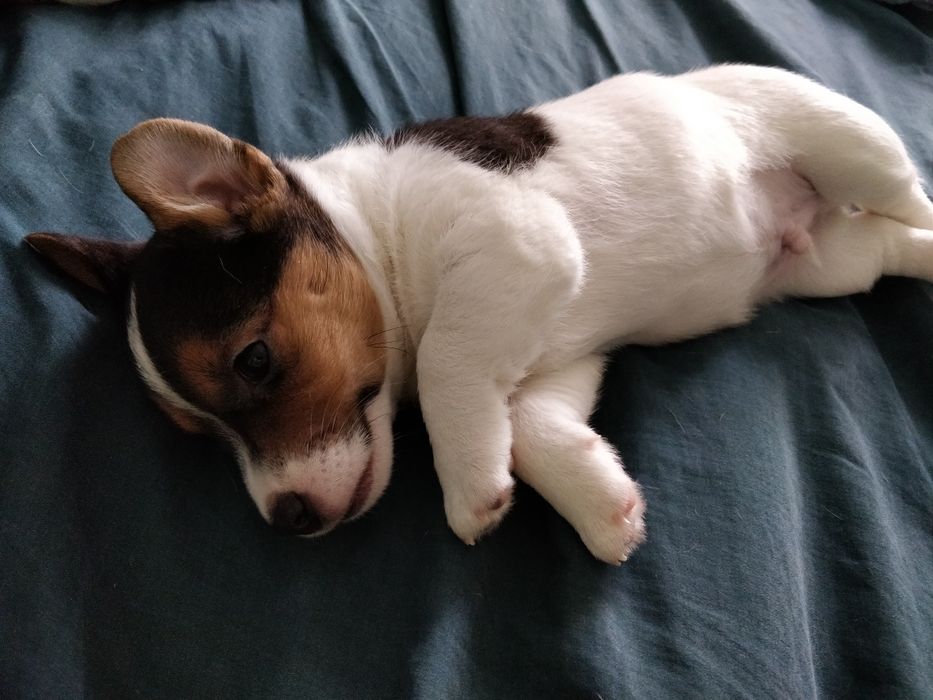 Щенки Джек Рассел терьер