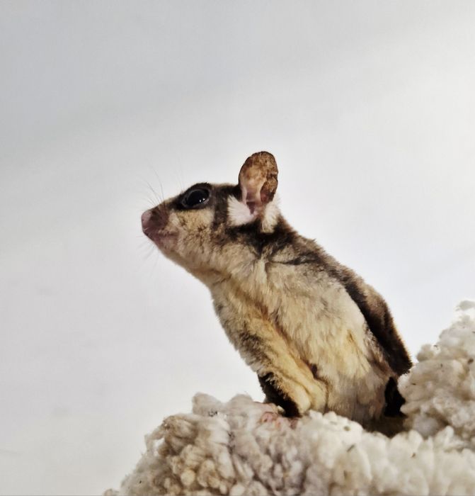 Lotopałanka Karłowata