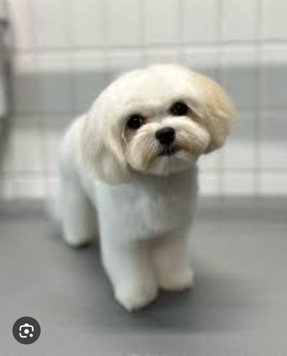 Мини, мини мальтипу