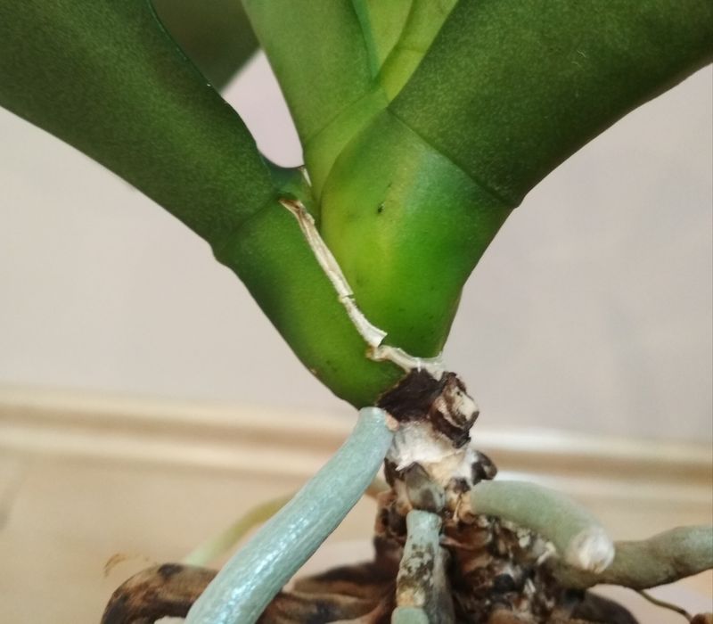 Орхидея фаленопсис