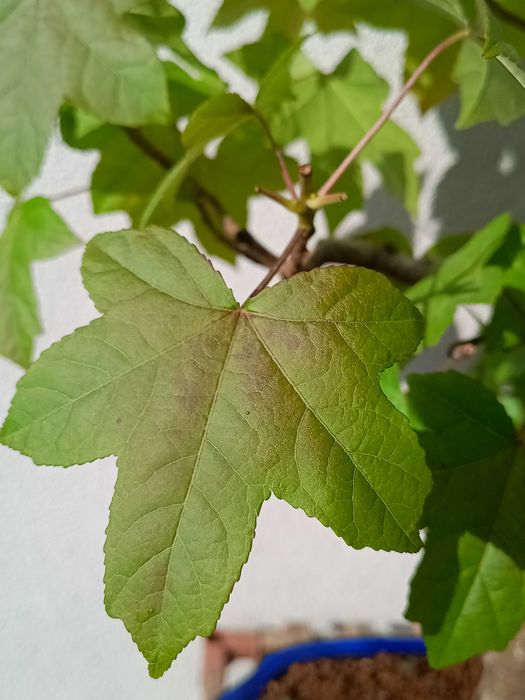 Bonsai Liquidambar Styraciflua 22 anos
