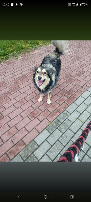 5 letnia sunia szuka domu