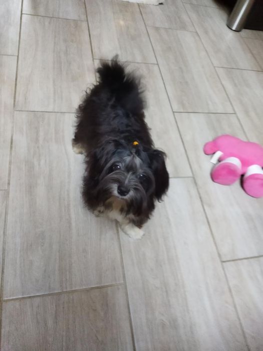 Sunia Frezja  Hawańczyk. Gotowy do odbioru