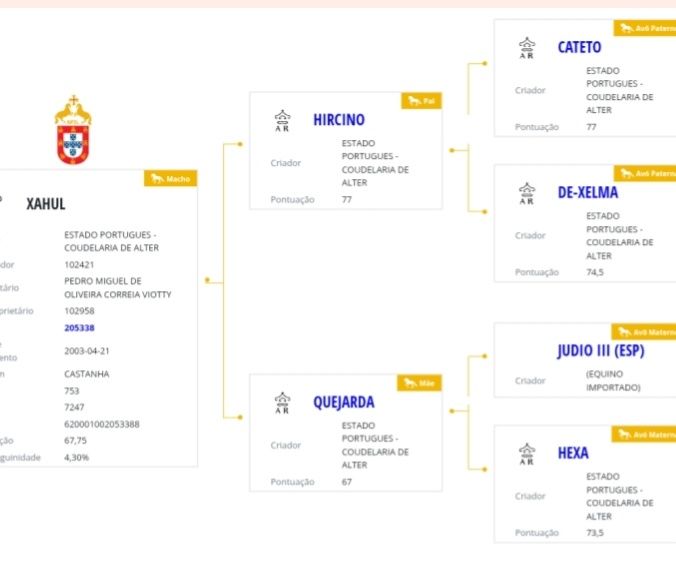 Garanhão lusitano pontuado