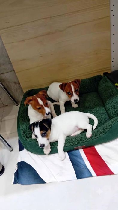 Jack Russell terrier szczenie  aktualne