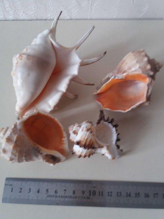 Ракушки для аквариума.