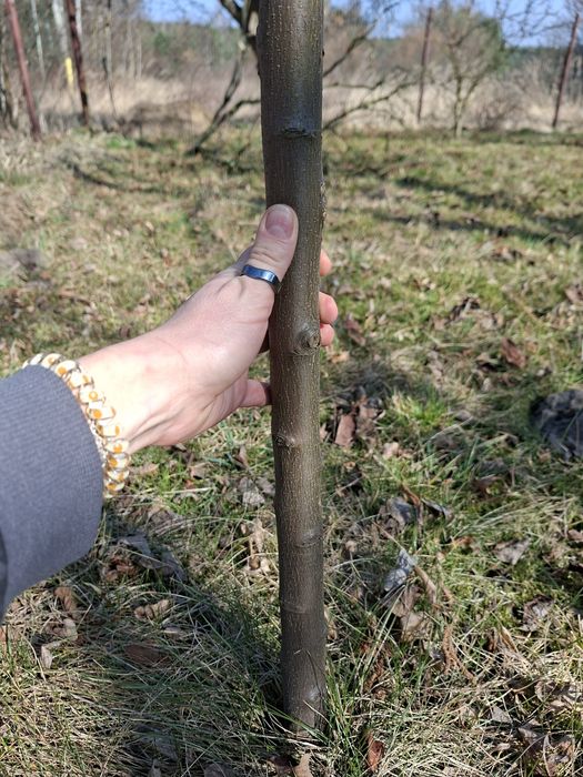 Pigwa sadzonka drzewko owocujące 2m