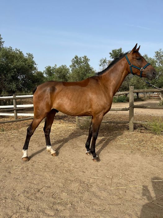 Cavalo Anglo - Árabe