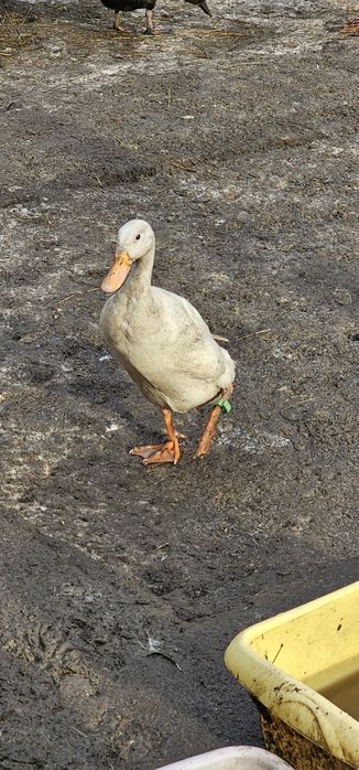 Інкубаційне яйце качки Індійський Бігунок
