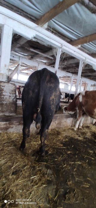 Продам молодого бичка