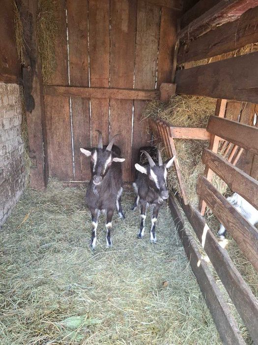 Продам 7 коз договірна ціна